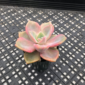 Graptoveria ‘Mrs Richards’
