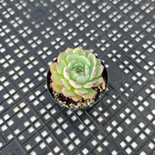 Load image into Gallery viewer, Echeveria C&#39;est Si Bon