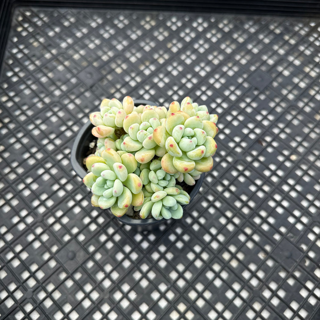 Sedum Clavatum