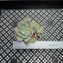 Load image into Gallery viewer, Echeveria ‘Shalmon’
