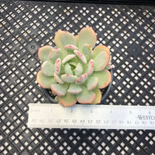 Load image into Gallery viewer, Graptoveria ‘Polly Bear’