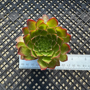 Semponium ‘Sienna’