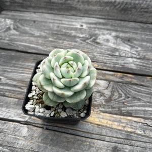 Sedeveria ‘Pudgy’ Variegated