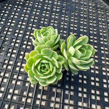 Load image into Gallery viewer, Sedeveria ‘Green Rose’
