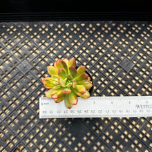 Load image into Gallery viewer, Echeveria ‘Minibelle’ Variegated