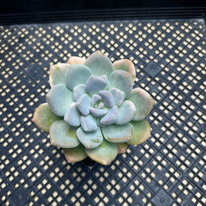 Pachyveria Pachyphytoides Variegated