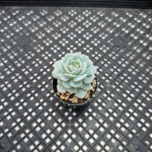 Load image into Gallery viewer, Echeveria ‘Blue Hawaii’