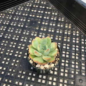 Echeveria ‘Chubby Lips’