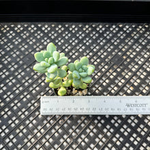 Load image into Gallery viewer, Sedum treleasei