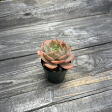 Load image into Gallery viewer, Echeveria ‘White Snow’