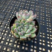 Load image into Gallery viewer, Echeveria ‘Mars’