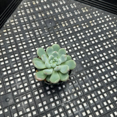 Echeveria amoena microcalyx