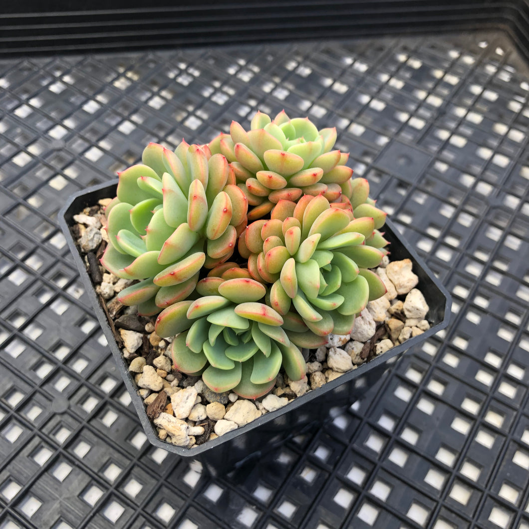 Echeveria ‘Sugar Baby’