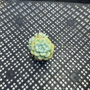 Sedum Clavatum