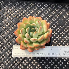Load image into Gallery viewer, Echeveria ‘Chubby Lips’