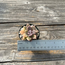 Load image into Gallery viewer, Graptoveria ‘Debbie’ Variegated