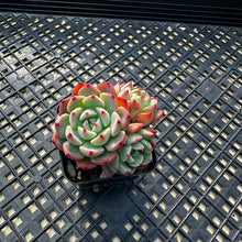 Load image into Gallery viewer, Echeveria Nanahukumini