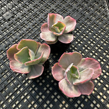 Load image into Gallery viewer, Echeveria ‘Chantilli’ Variegated