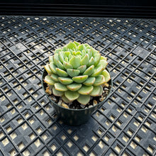 Load image into Gallery viewer, Echeveria ‘Macadamia’