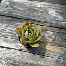 Load image into Gallery viewer, Echeveria ‘Lemon Tree’