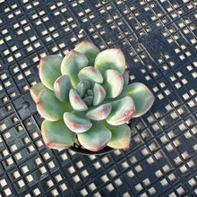 Load image into Gallery viewer, Echeveria ‘Chubby Lips’