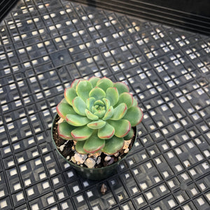 Echeveria ‘Red Top’