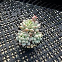 Load image into Gallery viewer, Echeveria ‘Crown Ball’