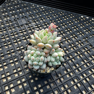 Echeveria ‘Crown Ball’