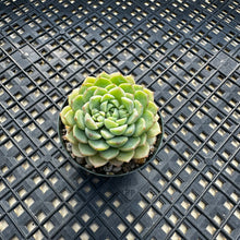 Load image into Gallery viewer, Echeveria ‘Macadamia’