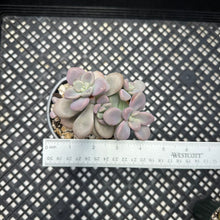 Load image into Gallery viewer, Gratopetalum ‘Ellen’