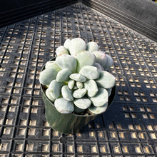Load image into Gallery viewer, Graptoveria ‘Bridgette’