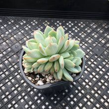 Load image into Gallery viewer, Echeveria ‘Marisa’