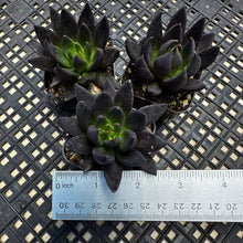 Load image into Gallery viewer, Echeveria affinis ‘Black Knight’