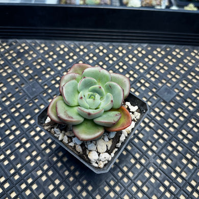 Echeveria ‘Misellosa’