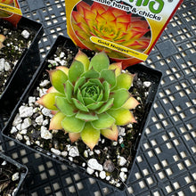 Load image into Gallery viewer, Sempervivum Chick Charms®  Gold Nugget™