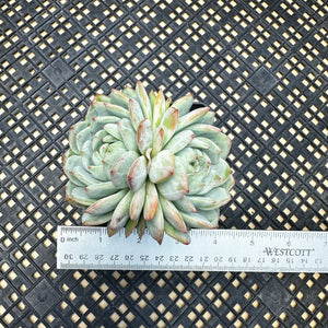 Echeveria ‘Marisa’