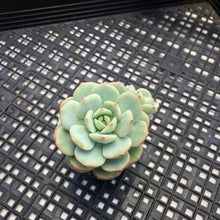 Load image into Gallery viewer, Sedeveria ‘Pudgy’