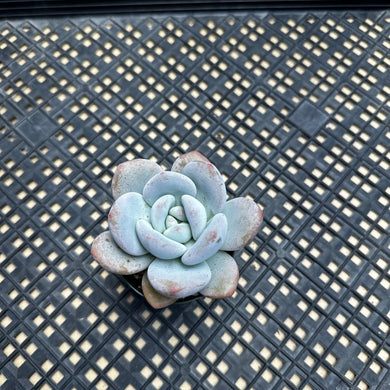 Echeveria Laulindsayana sp hybrid