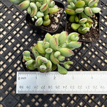 Load image into Gallery viewer, Cotyledon pendens