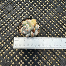 Load image into Gallery viewer, Echeveria ‘Orange Monroe’