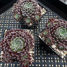 Load image into Gallery viewer, Sempervivum ‘Pacific Plum Fuzzy’
