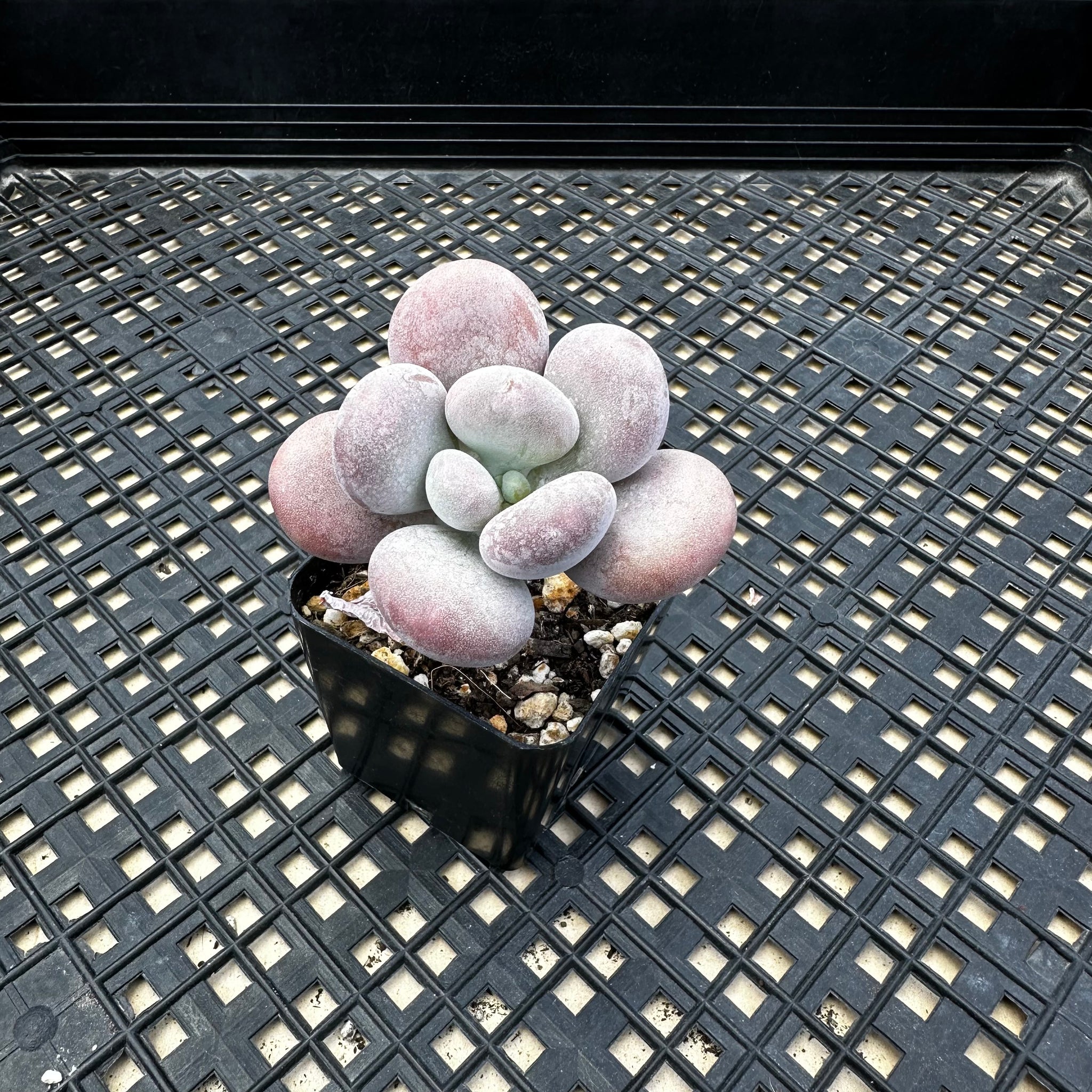 moon rock succulent Pachyphytum Oviferum cv. Mombuin – Chubby Leaf Succulents