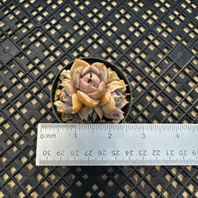 Load image into Gallery viewer, Sedeveria ‘Blue Lotus’