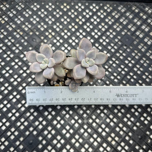 Gratopetalum ‘Ellen’
