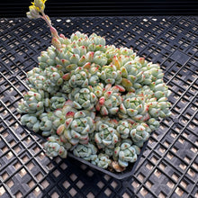 Load image into Gallery viewer, Sedum perezdelarosae