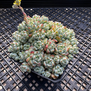 Sedum perezdelarosae