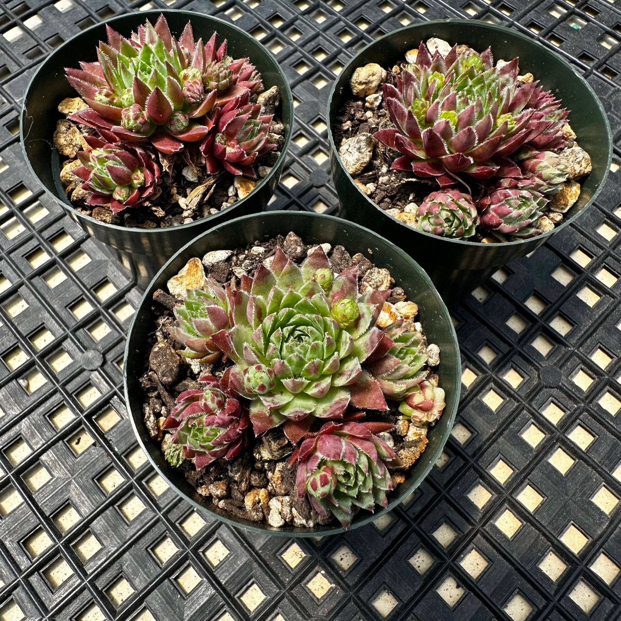 hedgehog succulent plant Jovibarba hirta 'Hedgehog' – Chubby Leaf Succulents