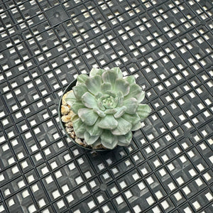 Echeveria Agavoides ‘Tinkerbell’ variegated