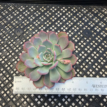 Load image into Gallery viewer, Echeveria ‘Laulensis’