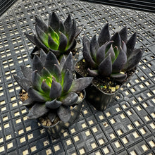 Load image into Gallery viewer, Echeveria affinis ‘Black Knight’
